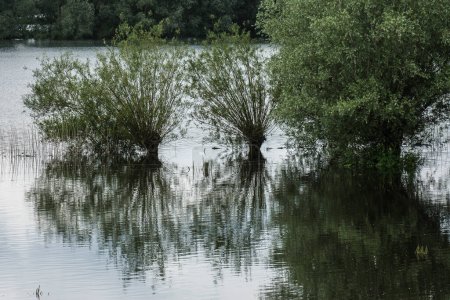 Überschwemmte Weiden in den Überschwemmungsgebieten der Ijssel im Sommer