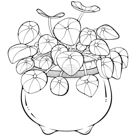 Pilea chinese money plant in a pot. Vector illustrations in hand drawn sketch doodle style isolated on white. Plant for the office interior, house plant. Plant with oval leaves.
