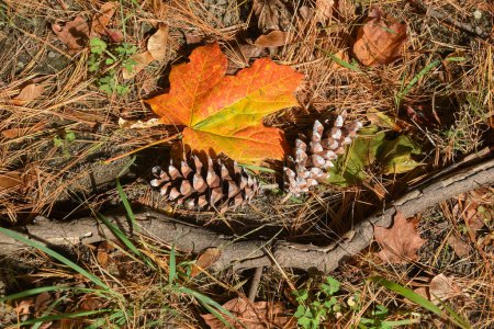 Photo for Autumn leaves with pine cones  and pine neddles loined the ground  on a autumn day, - Royalty Free Image