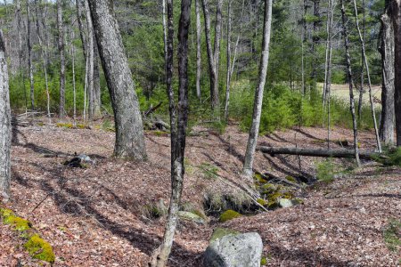 the forest of the quabbin reservoir in ware massachusetts, 