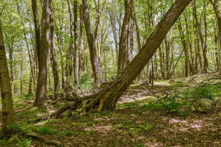 the dense forest of the quabbin reservoir on a spring  day, 