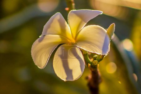 Téléchargez les photos : Une Plumaria blanche. Une seule fleur. vue frontale. Gros plan - en image libre de droit