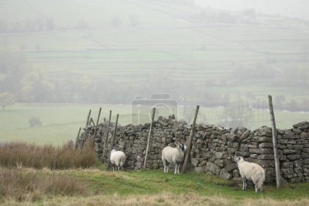 Téléchargez les photos : Moutons Swaledale près de Grinton, North Yorkshire, Angleterre, Royaume-Uni - en image libre de droit