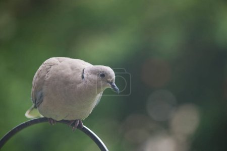 Téléchargez les photos : Tourterelle à collier Streptopelia decaocto sur une mangeoire d'oiseaux de jardin en été, Angleterre, Royaume-Uni - en image libre de droit