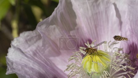 Téléchargez les photos : Opium rose coquelicot en fleur avec des aleurodes dans un jardin en Juillet, Royaume-Uni - en image libre de droit