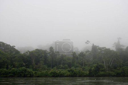 Arbres dans la forêt tropicale de la Haute Amazonie près du fleuve Pastasa, Équateur, Amérique du Sud