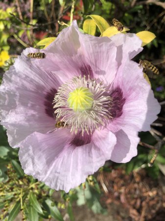 Téléchargez les photos : Opium coquelicot, (Papaver somniferum), en fleur avec des mouches se nourrissant et pollinisant, dans un jardin en Angleterre, Royaume-Uni - en image libre de droit