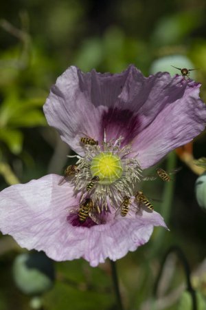 Téléchargez les photos : Pavot à opium en fleur pollinisé par des insectes dans un jardin en été, Angleterre, Royaume-Uni - en image libre de droit