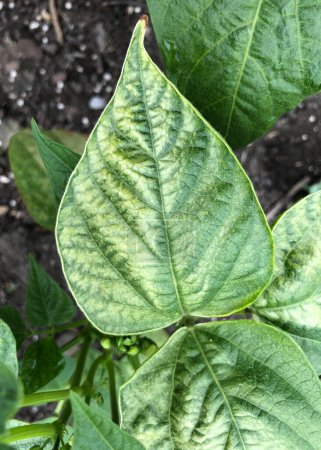 Mild nutrient deficiency in french beans in a garden in June, United Kingdom