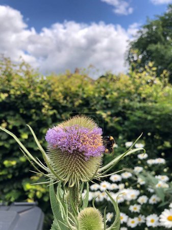 Wild Teasel - Dipsacus fullonum in flower in summer in a garden, England, United Kingdom