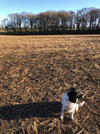 Cocker Spaniel dog outdoors in a stubble field in January, North Yorkshire, England, United Kingdom