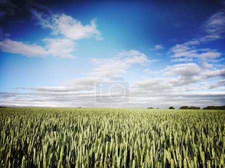Champ de blé d'hiver en juin, North Yorkshire, Angleterre, Royaume-Uni