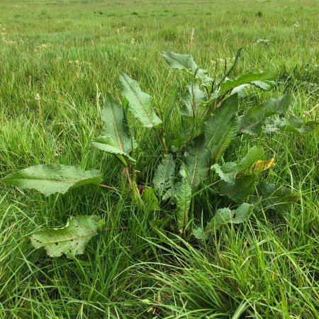 Prairie herbeuse à faible apport en mai avec quai à larges feuilles (Rumex obtusifolius), North Yorkshire, Angleterre, Royaume-Uni