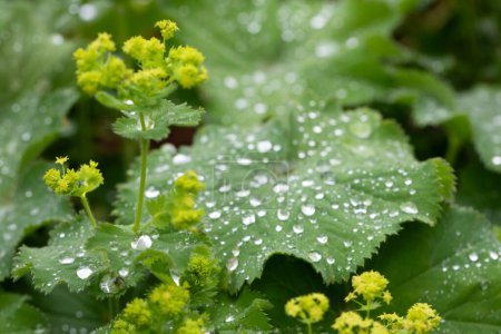 Alchemilla mollis. Damenmantel im Juni. Krautige Staude, die einen Büschel weich behaarter, hellgrüner Blätter mit gebogenen und gezahnten Rändern bildet. Kleine leuchtend gelbe Blüten. Großbritannien 