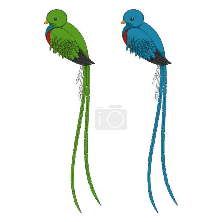 Ilustración a color con pájaro quetzal. Objetos vectoriales aislados sobre un fondo blanco.