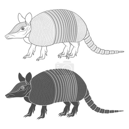 Ilustración de Conjunto de ilustración en blanco y negro con un armadillo. Objetos vectoriales aislados sobre fondo blanco. - Imagen libre de derechos