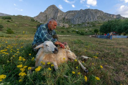 Téléchargez les photos : Erzincan, Turkey, June 30, 2022: Shearing process of wool of sheep in highland - en image libre de droit