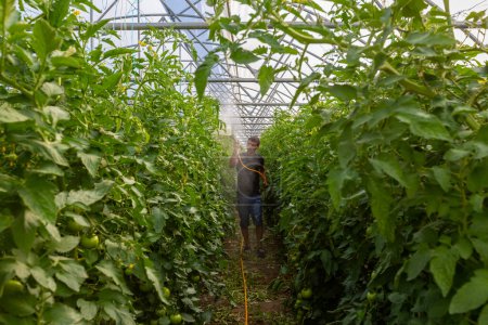 Téléchargez les photos : Erzincan, Turkey, July 02 2022: watering tomato seedlings in greenhouse - en image libre de droit