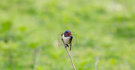 Foto de Pequeño pájaro en la rama mira a su alrededor, Tragar Granero, Hirundo rustica - Imagen libre de derechos