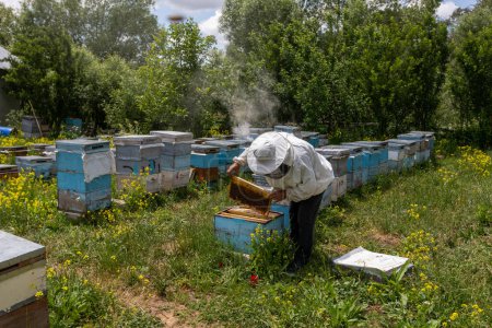 Téléchargez les photos : L'apiculteur tient une cellule à miel avec des abeilles dans ses mains. L'apiculture. Apiaire. Des abeilles en nid d'abeille. Les abeilles travaillent sur les peignes. - en image libre de droit