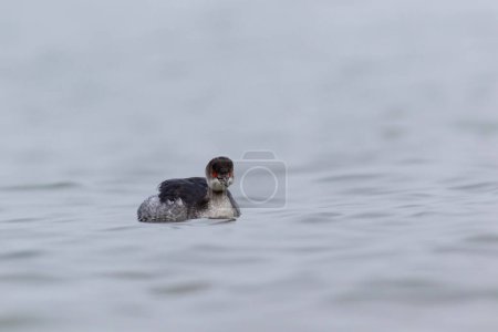 Foto de Water bird looking for food to feed in the sea, Little Grebe, Tachybaptus ruficollis - Imagen libre de derechos
