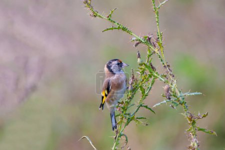 Foto de Pequeño pájaro cantor que se alimenta de espinas, jilguero, Carduelis carduelis - Imagen libre de derechos
