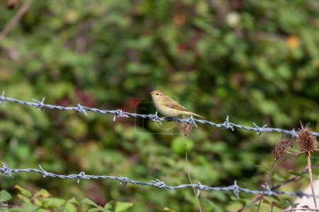 Photo for Yellow bird looking around on wire in woodland, Common Chiffchaff, Phylloscopus collybita - Royalty Free Image