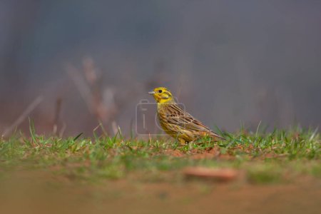 Foto de Little bird on the grass, Emberiza citrinella, Yellowhammer - Imagen libre de derechos