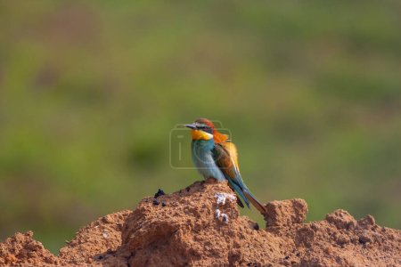 Photo for Colourful bird watching around on the ground, European Bee-eater, Merops apiaster - Royalty Free Image