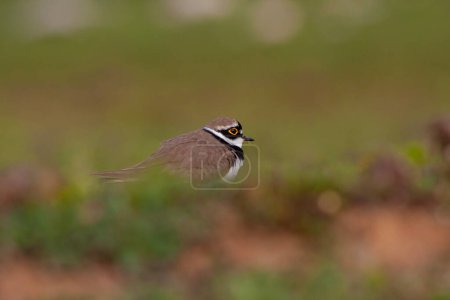Téléchargez les photos : Oiseau sur l'herbe, Petit Pluvier annelé, Charadrius dubius - en image libre de droit
