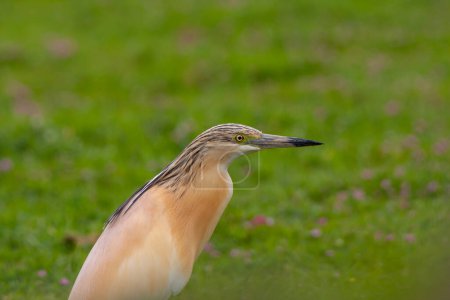 großer Wasservogel auf Gras, Reiher, Ardeola ralloides