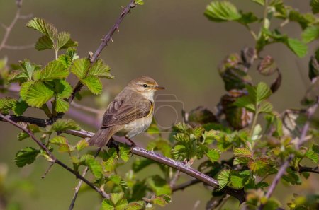 Photo for Bird looking around  in woodland, Willow Warbler, Phylloscopus trochilus - Royalty Free Image