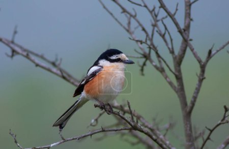 Photo for Bird looking around  in woodland, Masked Shrike, Lanius nubicus - Royalty Free Image