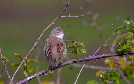 bird looking around  in woodland, Common Whitethroat, Sylvia communis