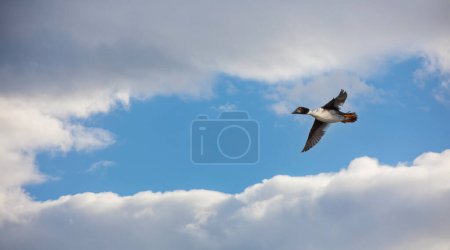 Photo for Duck floating in the air, Common Goldeneye, Bucephala clangula - Royalty Free Image