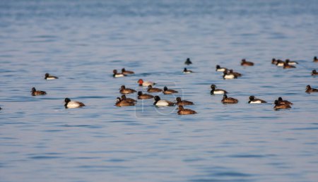 Foto de Group of ducks in the water, Tufted Duck, Aythya fuligula - Imagen libre de derechos