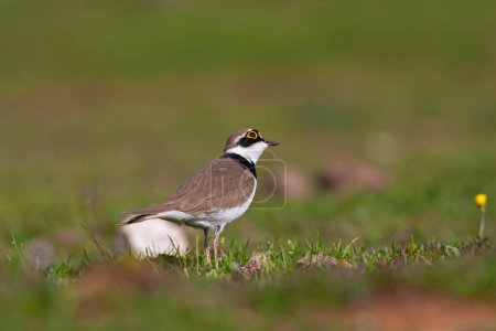 Téléchargez les photos : Bird on the grass, Little Ringed Plover, Charadrius dubius - en image libre de droit