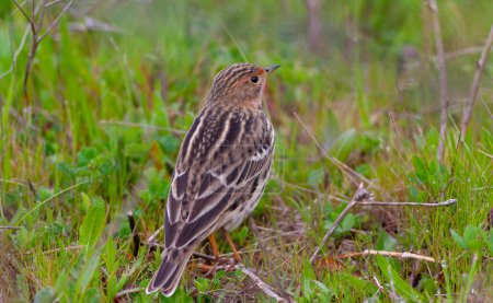 Photo for Bird watching on the grass, Red-throated Pipit, Anthus cervinus - Royalty Free Image