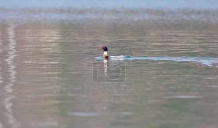 Photo for Large water bird soaring in the air, Red-breasted Merganser, Mergus serrator - Royalty Free Image