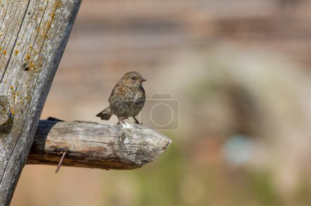 Photo for Bird spying on its prey on dry branch, Dunnock, Prunella modularis - Royalty Free Image