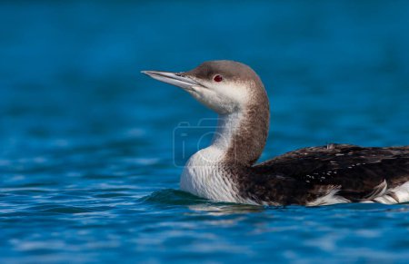 Photo for Large waterfowl in its natural habitat, Black-throated Loon, Gavia arctica - Royalty Free Image
