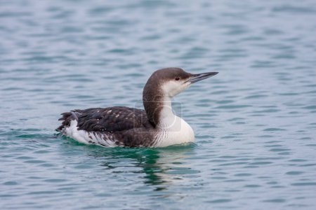 Photo for Large waterfowl in its natural habitat, Black-throated Loon, Gavia arctica - Royalty Free Image
