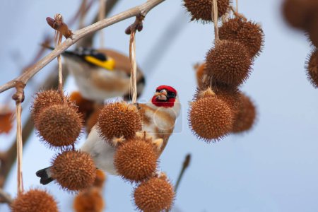 Foto de Tiny songbird that feeds on thorns, Goldfinch, Carduelis carduelis - Imagen libre de derechos