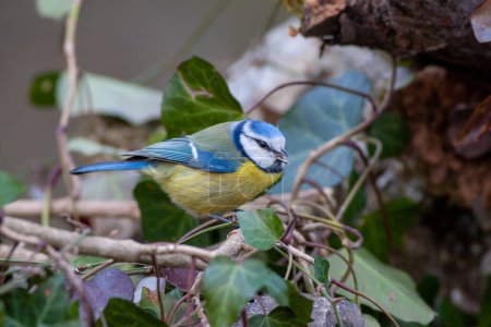 tiny colorful bird in its natural environment, Eurasian Blue Tit, Cyanistes caeruleus