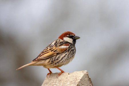 bird looking around on stone, Spanish Sparrow, Passer hispaniolensis