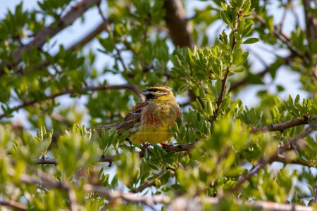 Photo for Bird looking around  in woodland, Cirl Bunting, Emberiza cirlus - Royalty Free Image