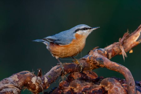 Téléchargez les photos : Un bel oiseau mignon avec un sein orange, Sitta europaea, dinde - en image libre de droit