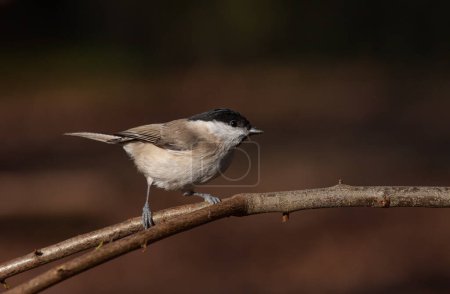 Foto de Very tiny delicate bird on a single branch, Marsh Tit, Poecile palustris - Imagen libre de derechos