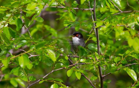 Photo for Green background a wooded field a bird wearing a songbird, Sardinian Warbler, Sylvia melanocephala - Royalty Free Image