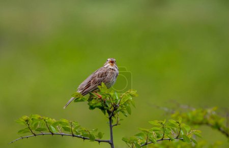 Téléchargez les photos : Oiseau chanteur dans les bois, Bruant de maïs, Emberiza calandra - en image libre de droit